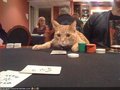 pokercat.jpg