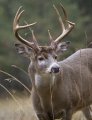 Buck.jpg Buck.jpg