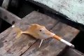 literal puffer fish.jpg