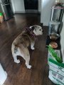 IMG_20190405_082728.jpg