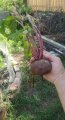 received_1614395752050065.jpeg