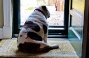 bulldog-waiting-at-the-door.jpg