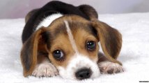 _82410477_dogthinkstock.jpg