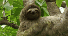 EDC556B5-D61E-442F-AED8-E03F15953F7E.gif