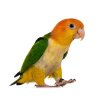 CAIQUE