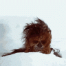 MrWookie69