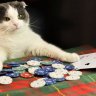 pokernoob005