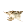 flyingsquirrel