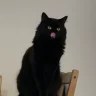 GalacticCat