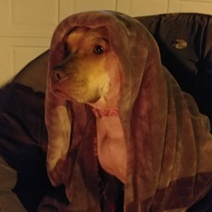 Auri Watchdog