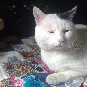 who's a pretty kitty?