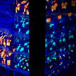 1000ct Carrier Blacklight