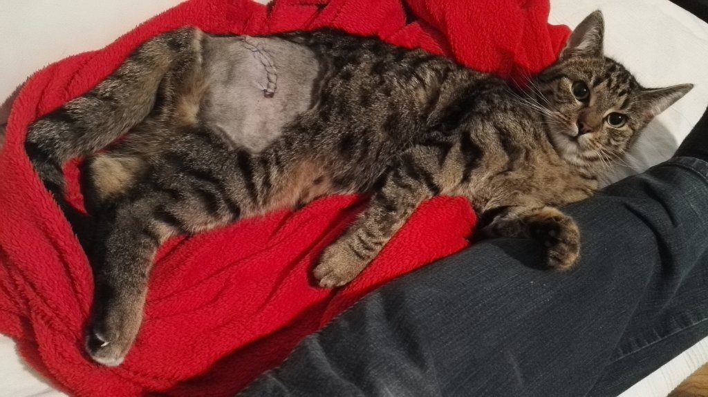 Leo