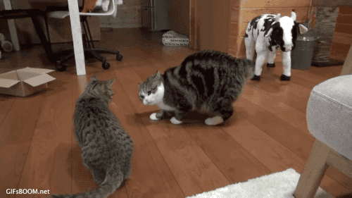 rskdSSI.gif
