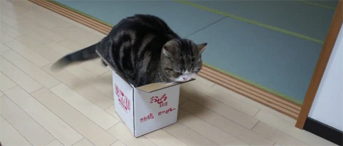 nTsWk2A.gif