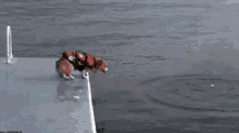 Corgi Jump GIFs | Tenor