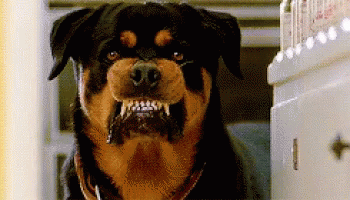 e4313d60d2bd2eafe077691c34eacb36.gif