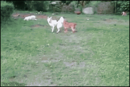 v9Og75N.gif