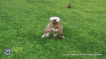 mMw6pAp.gif
