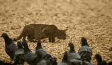tenor.gif