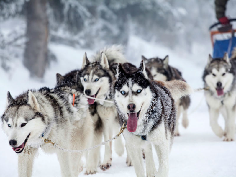 sled_dogs_hero.jpg