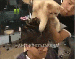 ajIU33s.gif