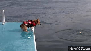Corgi Flop (leap year) on Make a GIF