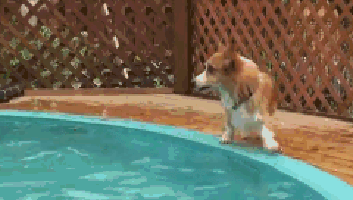 hMW8Rkp.gif