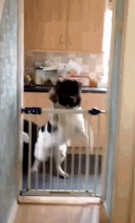 a1DooiZ.gif