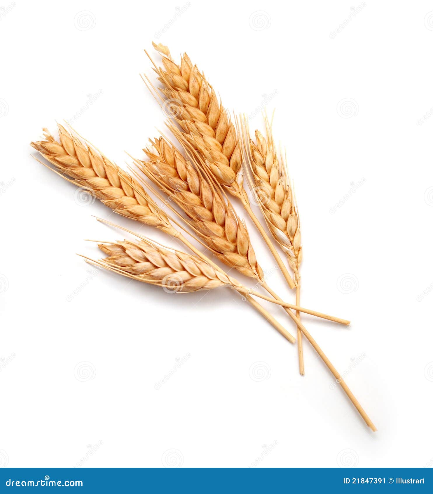 wheat-ears-isolated-21847391.jpg