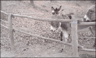 tumblr_ol40ccma8S1tlb56zo1_400.gif