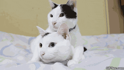 gif-cats-watching-tennis-match.gif