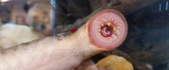 n-ARCTIC-LAMPREY-large570.jpg