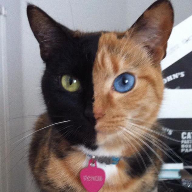 odd_siamese_coloured_cat_2.jpg