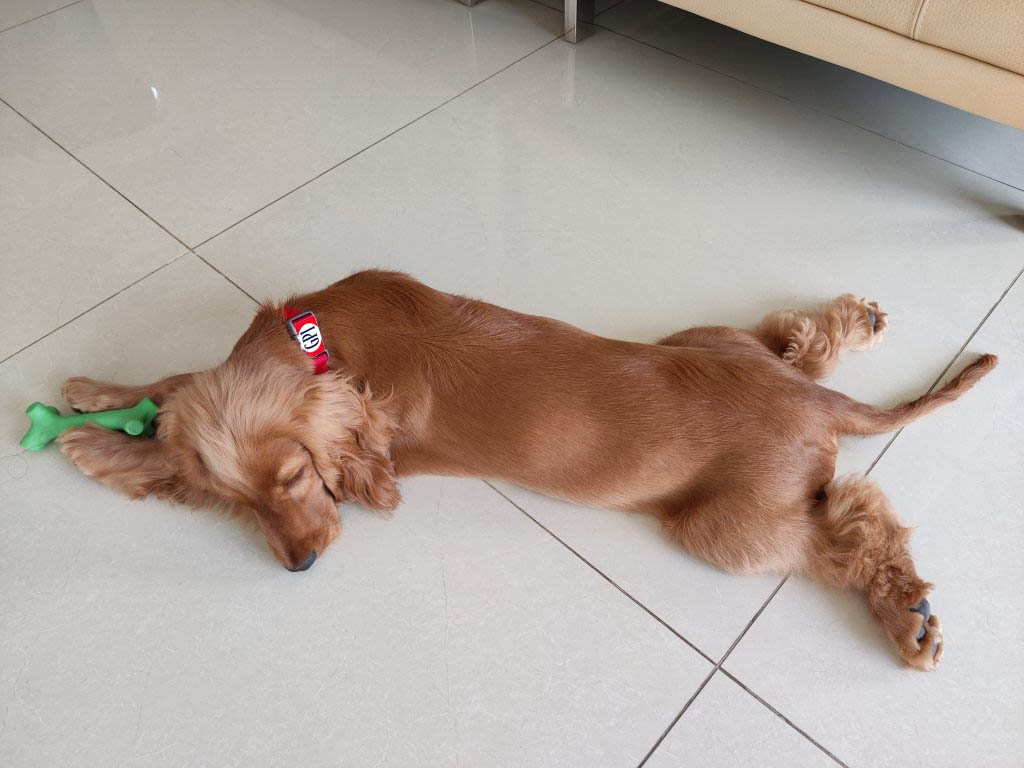 gpi-dog.jpg