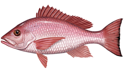 Lutjanus_campechanus.png