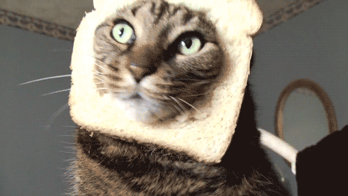 5282012162516sdfgsg.gif