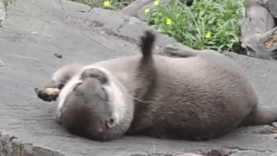veRPmTb.gif