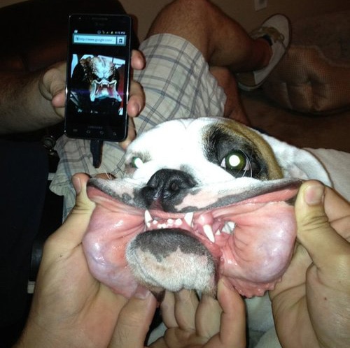 predator_dogC.jpg