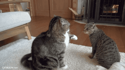 wQ481vG.gif