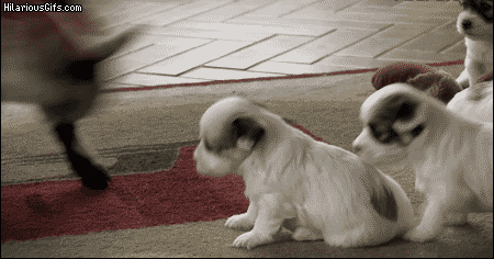 ceFDgWA.gif