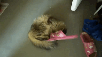 Cat-Puts-Sandal-On-Its-Head.gif