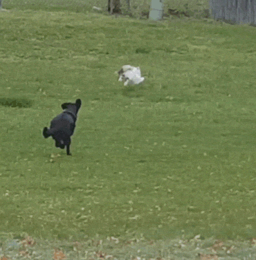 daily-morning-awesomeness-35-photos-31.gif
