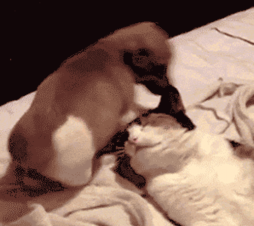 a%20pup_zpsr0hizjbq.gif~original