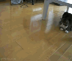 8X6NY3r.gif