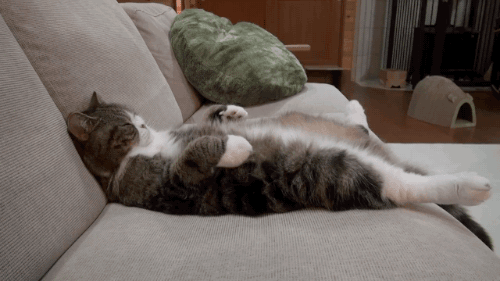 PCUq7WB.gif