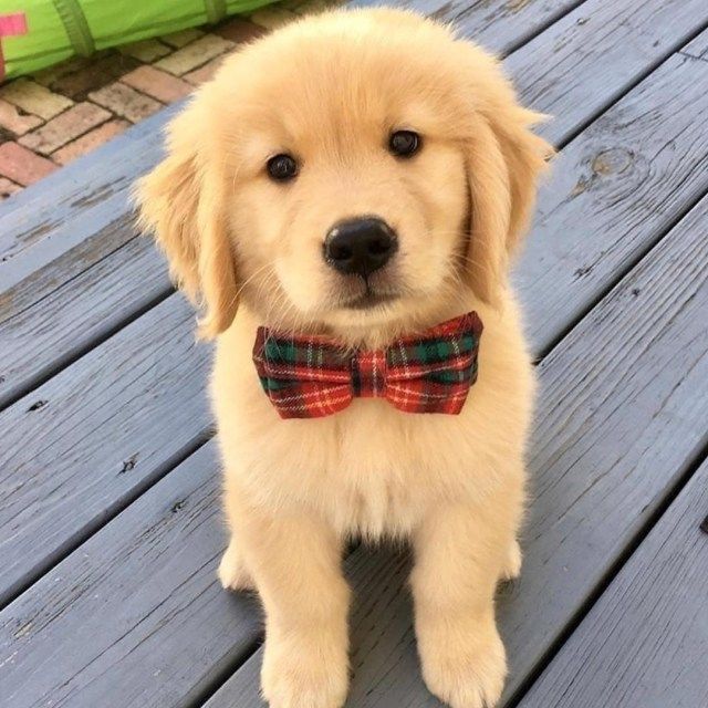 The Cutest Puppy Of The Day - 17 pics | Cute puppies, Cute animals ...