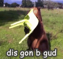 just-added-text-on-gif--13654.gif