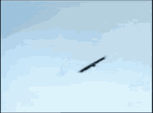 vulture-animals.gif