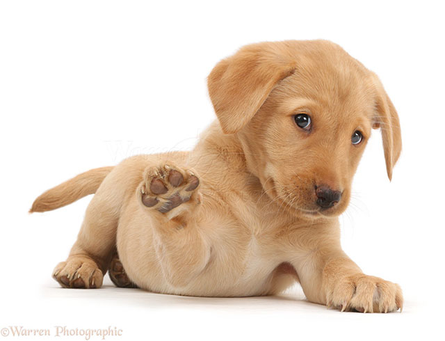 puppy.jpg